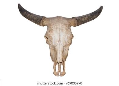 
The old skull of buffalo that putting, to education. And the collection.
