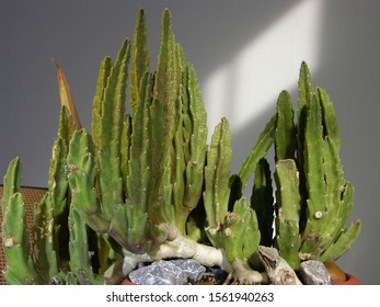 The Old Smelly Succulent Stapelia Plant Grew Into A Dense Green Wall. The Roots Were Mighty And Lignified, Rooted In The Rocky Ground, Consisting Of Great  And Insignificant Stones.  Shallow Focus.