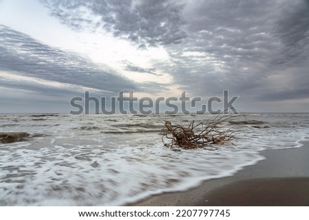 An old snag is washed by waves on shore