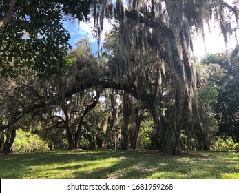 Old South Florida Spanish moss woods trees
