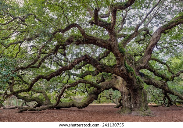 Old Southern Live Oak Quercus Virginiana Stock Photo (Edit Now) 241130755