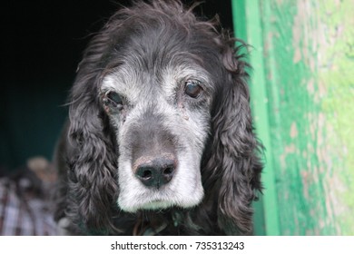 Old Spaniel Dog, Black, Grey-haired