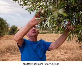 Old Spanish Farmer Observing The Olives From His Olive Trees In The Lands Of Toledo, Castilla-La Mancha, Spain.