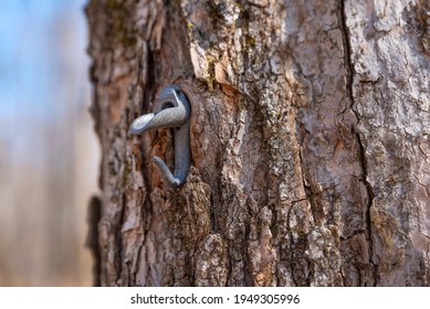 Old Spout For Maple Syrup Production