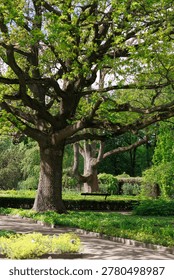 Old spreading trees with massive branches in landscaped spring park. Concept of strength, longevity, peaceful nature and ecological heritage.