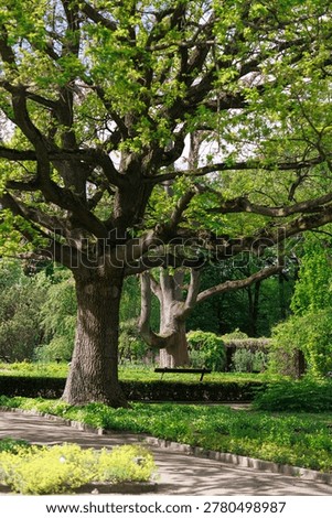 Old spreading trees with massive branches in landscaped spring park. Concept of strength, longevity, peaceful nature and ecological heritage.
