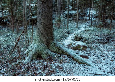 Old spruce tree trunk with distinct roots in the dark cold forest covered in fresh light snow. Small pathway is running through the groove of young spruce trees in the background. Jyväskylä, Finland.