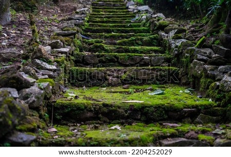 old stairs in forest. moss coverd with stone steps in forest india