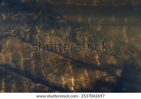 Old stone steps going under the water, covered with silt. Glare on the undulating surface of the river. Algae and fallen leaves at the bottom of the river.