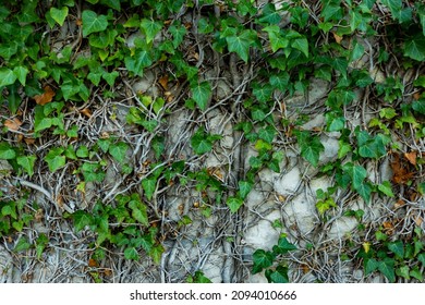 Old stone wall with common ivy (Hedera helix). Natural background or texture.