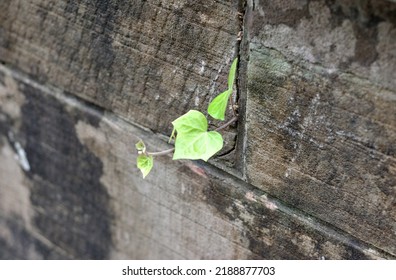 Old Stone Wall With Ivy Plant Growing Between Blocks