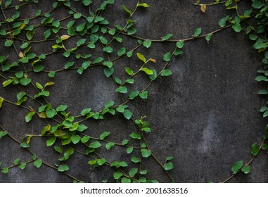 Old Stone Wall With Natural Green Leaves In Garden.