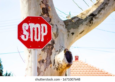 Old stop sign with a tree