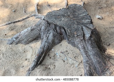Old Stump