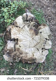 Old stump