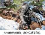 An old stump of a dead tree in the high altitude woods.  The roots are exposed and visible.  Snow partially covers the ground.