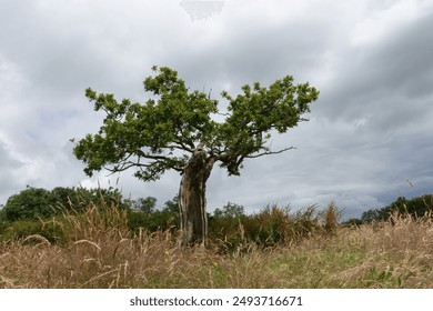 An old stunted Oak tree growing in a meadow at Green Castle Wood near Carmarthen, Carmarthenshire, Wales, UK in mid Summer. - Powered by Shutterstock