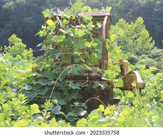 Old Style Abandoned Bulldozer Overgrown Vines