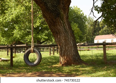 Old style tire swing hanging from a tree with green pasture land in the background on a milk farm