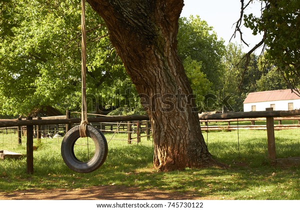 Old Style Tire Swing Hanging Tree Stock Photo Edit Now