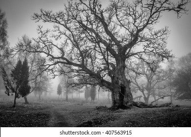 Old Swedish oak tree in monochrome