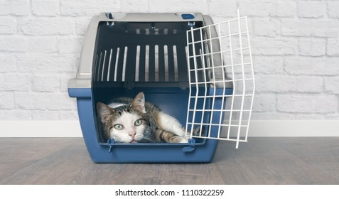 Old Tabby Cat Lies In A Travel Crate.