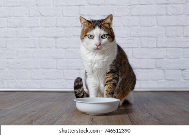 Old Tabby Cat Waiting For Food