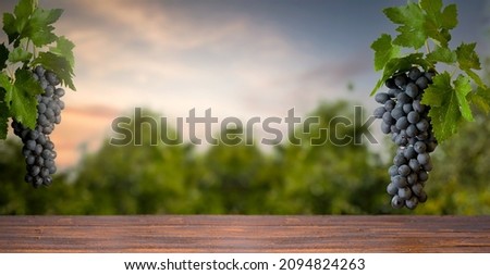 Old table in the vineyard. Wooden table under the grapes hanging from the branch. Background for beverage and prepared food products.