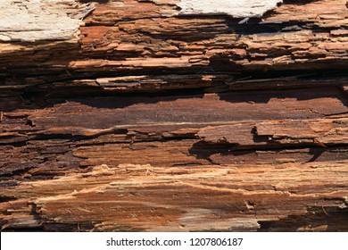 Old Tainted Wood Texture. Rot Wet Log Background