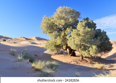 Old Tamarisk Tree In Sahara Desert