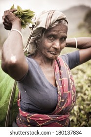 Old Tea Picker Lady, Sri Lanka