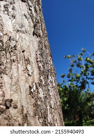 An Old Teak With Clear Blue Sky Background Taken Morning After Storm Night Before