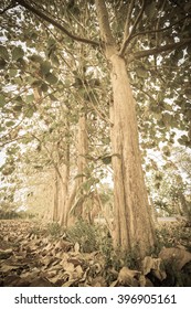 Old teak tree forest