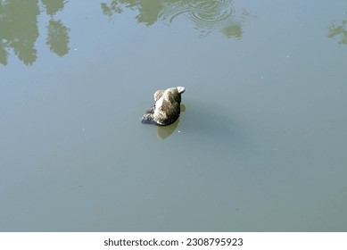 A old teddy bear on the canal in the park. - Powered by Shutterstock