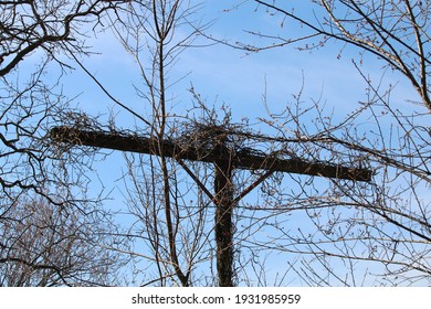 An Old Telephone Pole Covered With Vines