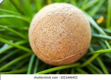 old tennis ball in the grass