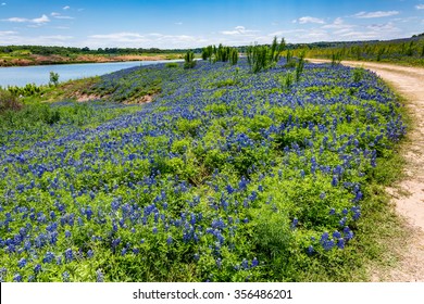An Old Texas Country Dirt Road in a Field Full of the Famous Texas Bluebonnet (Lupinus texensis) Wildflowers.  An Amazing Display at Muleshoe Bend at the Colorado River in Texas.