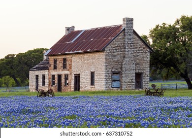 An old Texas farmhouse surrounded by a beautiful field of bluebonnets in the springtime! 