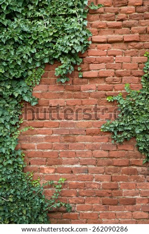 Old Texture brick wall, background, detailed pattern covered in ivy. 