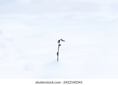 Old thorny plant stuck in the snowfield and covered with snow caps - Powered by Shutterstock