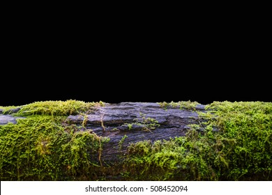 old timber with moss in the forest,isolated on black background,clipping path