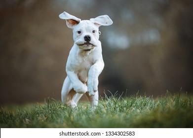 Old Time English Bulldog Puppy