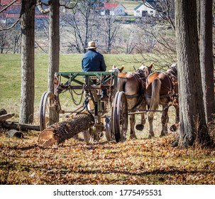 Old Time Tree Logging By A Amish Farmer.