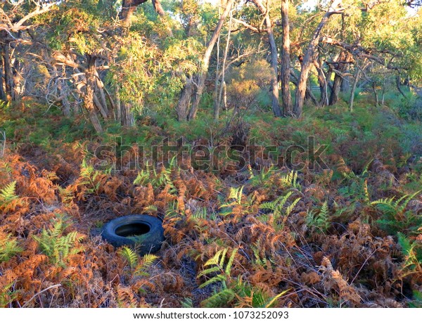 Old tire dumped in a\
forest