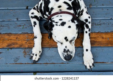 Old And Tired Dalmatian Dog Laying On The Blue And Brown Tree Floor