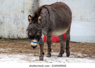 An old tired domesticated working donkey walking in a farm's pen or field. There's a red and white barn in the background. The ass has its head down with brown and grey fur and has sad lonely eyes. 