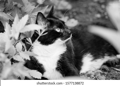 Old Tom Cat With Grey Whiskers. Resting In His Favourite Spot Amongst The Flower Bed.