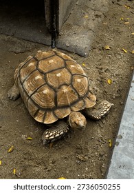 Old Tortoise Inside Enclosure in Captive Environment