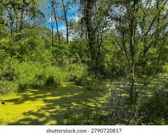 Old tow path covered in algae in Cuyahoga Valley National Park