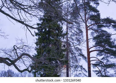 Old tower behind the trees